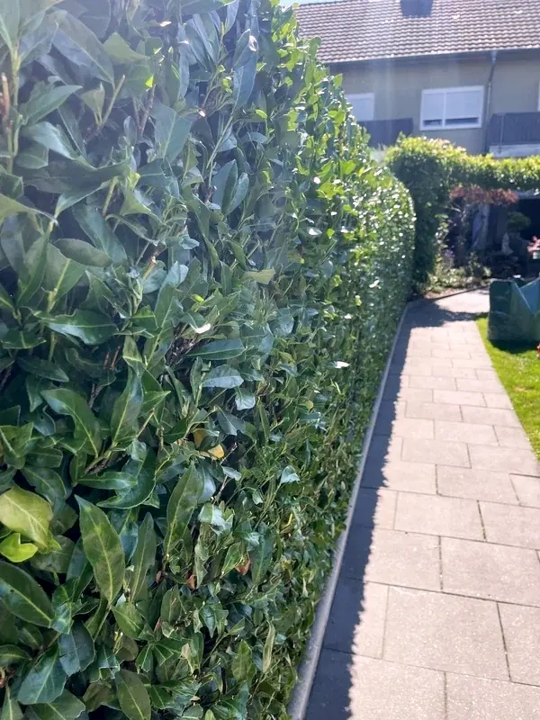 Frisch geschnittene Kirschlorbeerhecke mit gerader Schnittkante entlang eines Gehwegs
