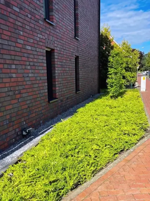 Schmaler Streifen an einer Klinkerwand: dicht gewachsener, gelbgrüner Bodendecker, sauber abgesetzt gegen den Kiesstreifen an der Wand und den Klinkergehweg daneben